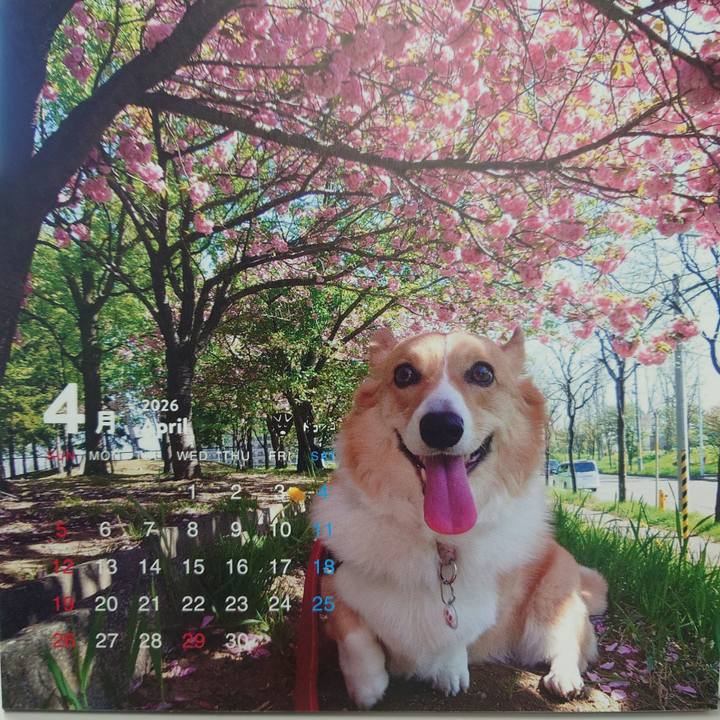 C113c7c2 5b41 47f1 8532 b023d4f43f25 1775013572105