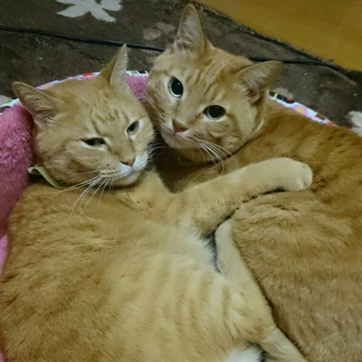 C1148134 19fd 4551 913f 6f3cf10c3aea 1508380374309