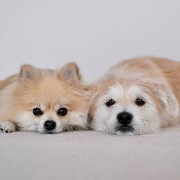 C11ac9a2 5e73 4ac4 81b6 28c62b6cd8f7 1768774890101