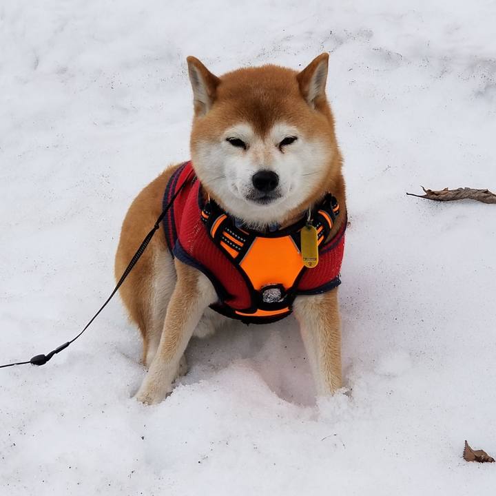 C11afb55 d0ed 4194 ba97 ba6444031ea3 1583645543323