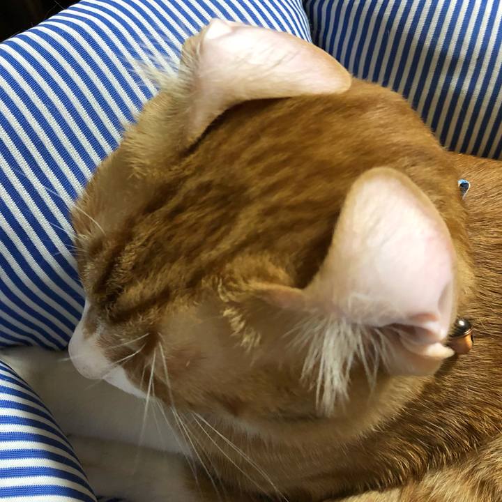 C11be61f d6c9 4e3f 8177 4bf021da1287 1566731062859