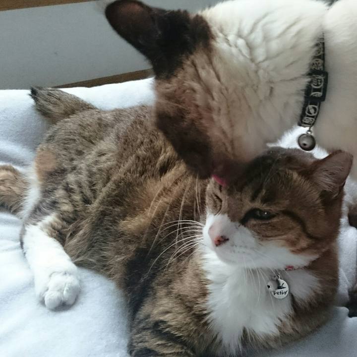 C11c4af0 f9ab 4b99 be2e a4f655359ecd 1534927933469