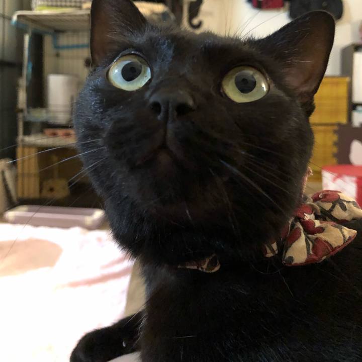 C11e9003 8689 4633 a5b9 fb3e22c4c9c6 1597101502119