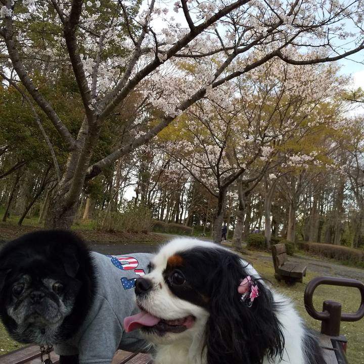 C1220aac 82eb 40aa b7ed 893e5ae9c6d6 1555059994766