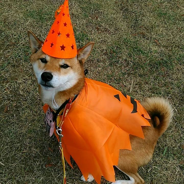 C1239544 beaa 4d3a a1ac 43e9e51c1adf 1540946508866