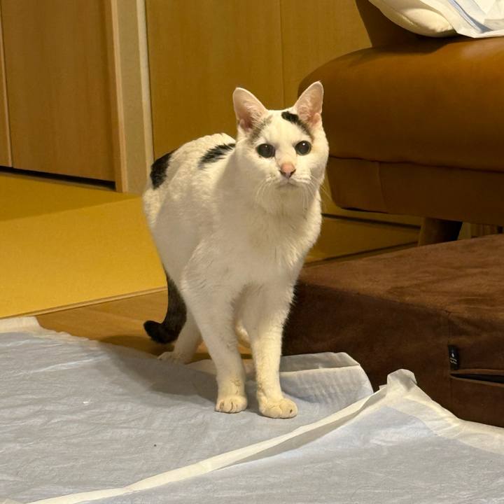 C12658eb c2e2 4cd4 9bcd efae5350feb5 1769946502778