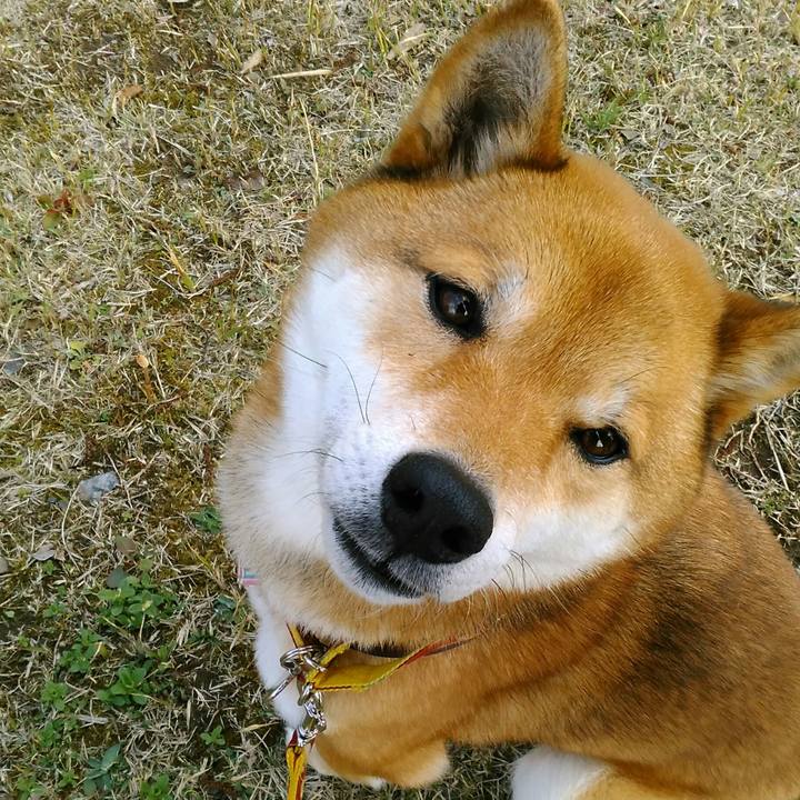 C12678ed 9de1 403a a8f3 ee1927aa913b 1521788943450