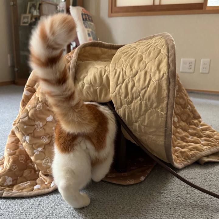 C1291ef7 2f61 4ffa bafc ea0c14024a5e 1763001001997