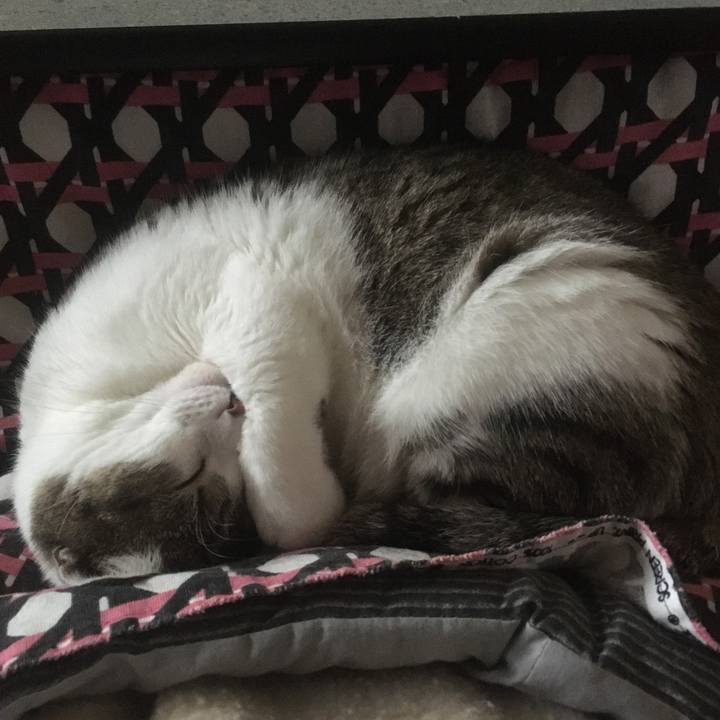 C12c8581 358d 4498 a9c5 3a9e1fa98378 1618179271449