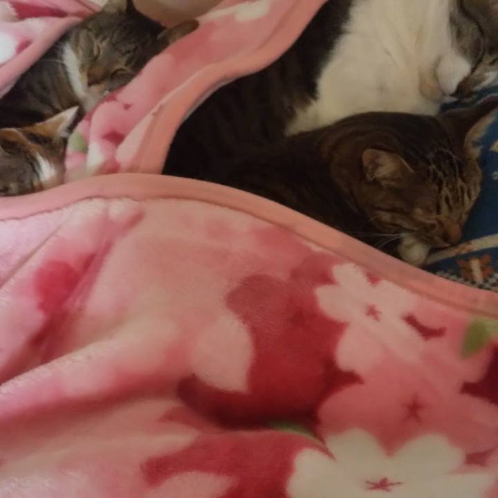 C12ce2b1 492c 48c4 ab66 3cf1449a5c7d 1668862492428