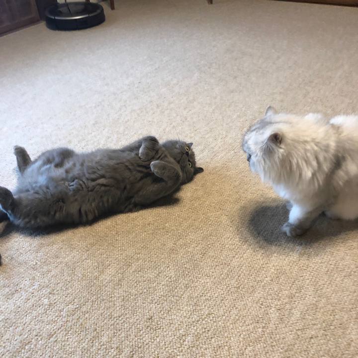 C12d416f b8d1 40a4 8c4c 885d14fb550c 1566342637483