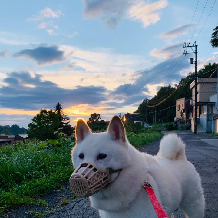 C12ea939 1ca7 49aa 9b81 000f0cec3f0c 1600636096126