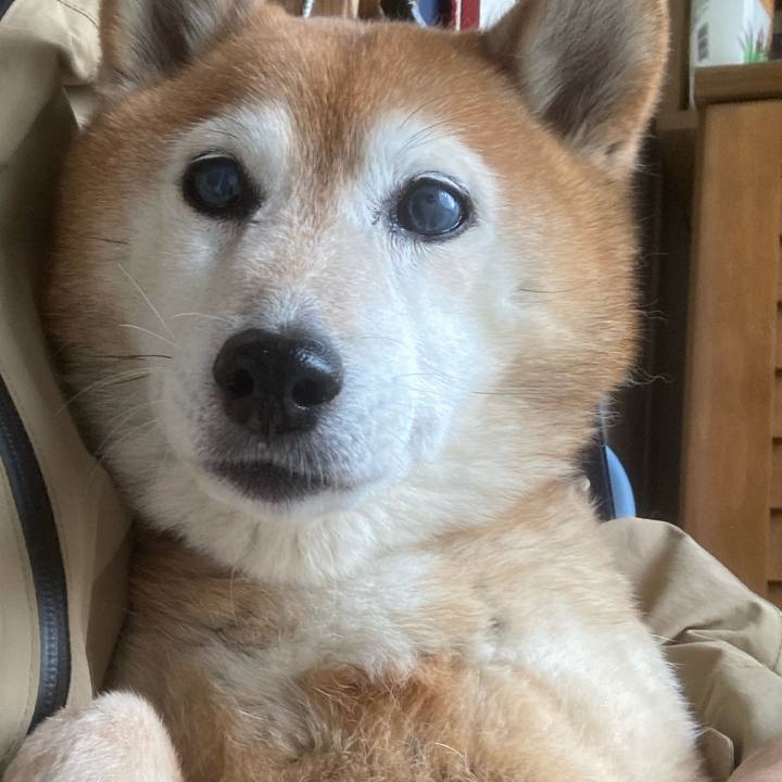 C12f0439 fa1a 4aa8 840a 1dcb6bbaaf16 1748864962533