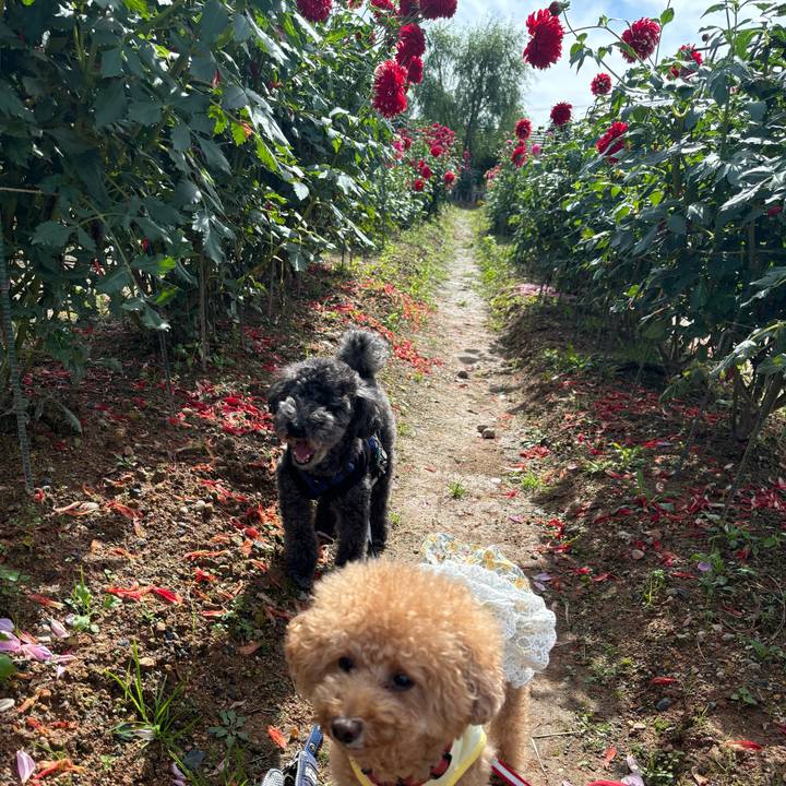 C12fca32 1b31 4769 9647 eb027fe7edb9 1730106127914