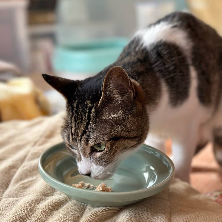 C131a754 9b4c 4a66 854e 7774604ea90d 1677981457875