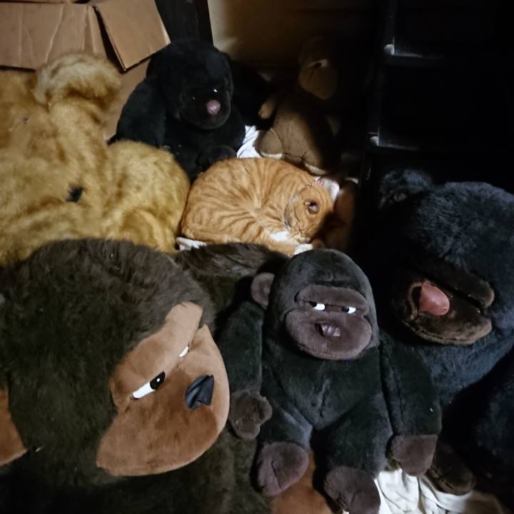 C135fb2b 0103 41c4 9af6 fdd9d6d6fc6a 1604403262473