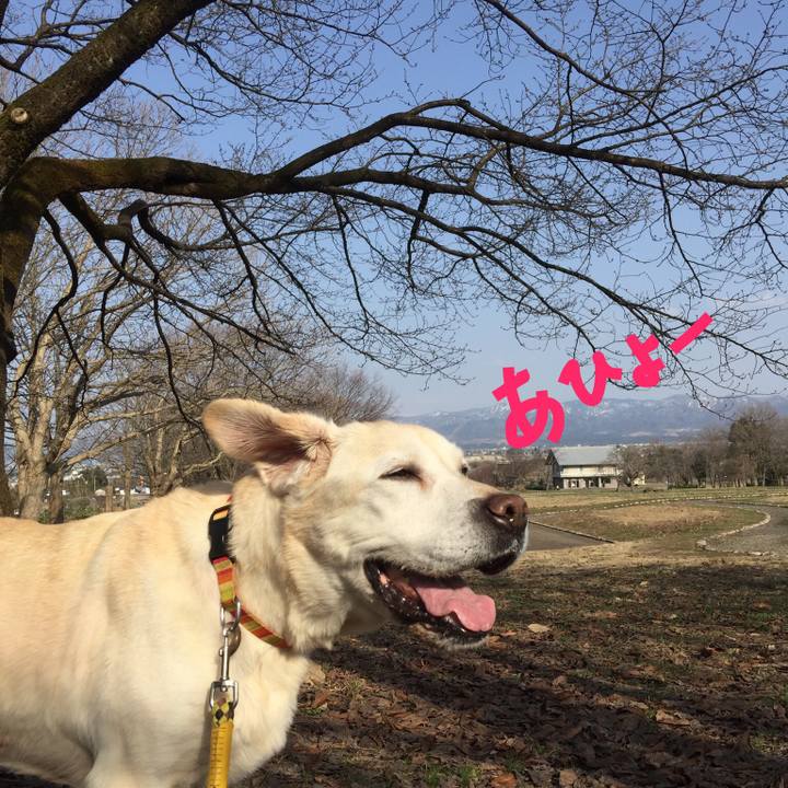 C13db1ce faf1 46dd 9a40 c352a5dd75ce 1552397872728