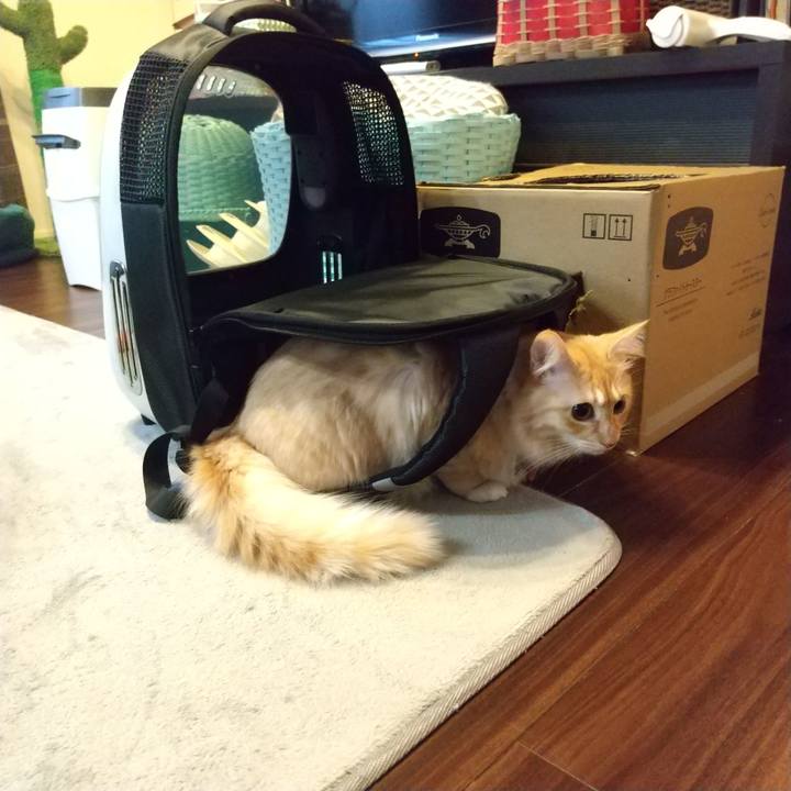 C13ff7e8 735a 4c28 892b b39211c5d51a 1637272979299