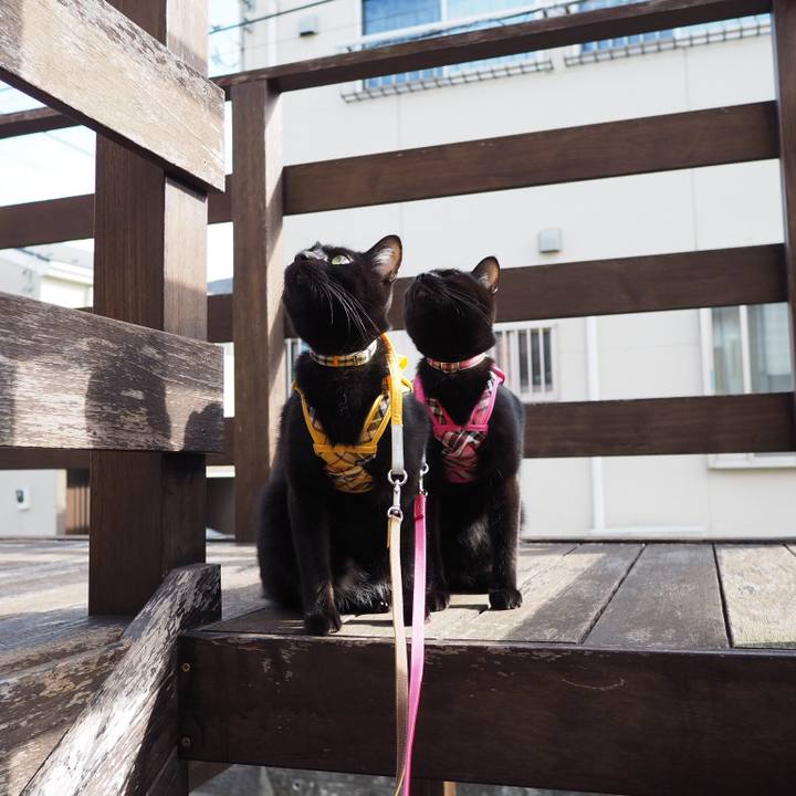 C141f908 7c5d 425c 8a54 f594df74f071 1544884436209