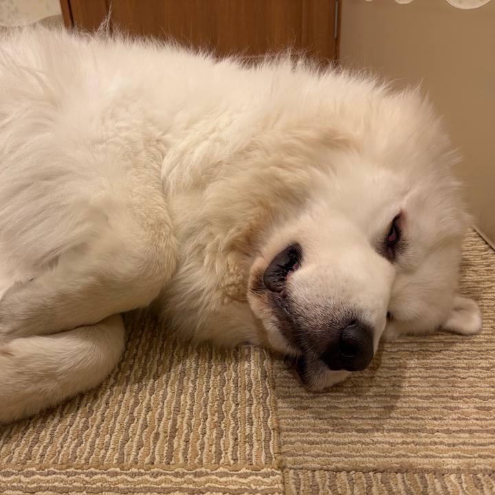 C1459d03 f483 4f31 9363 74965210bf39 1761862184152