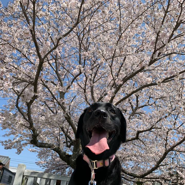 C1475490 7c11 412d 81c5 1cd3c11fdff4 1585983791361