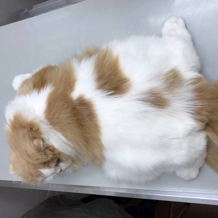 C148a641 bed7 4163 a950 cba208c01eb7 1532841249142