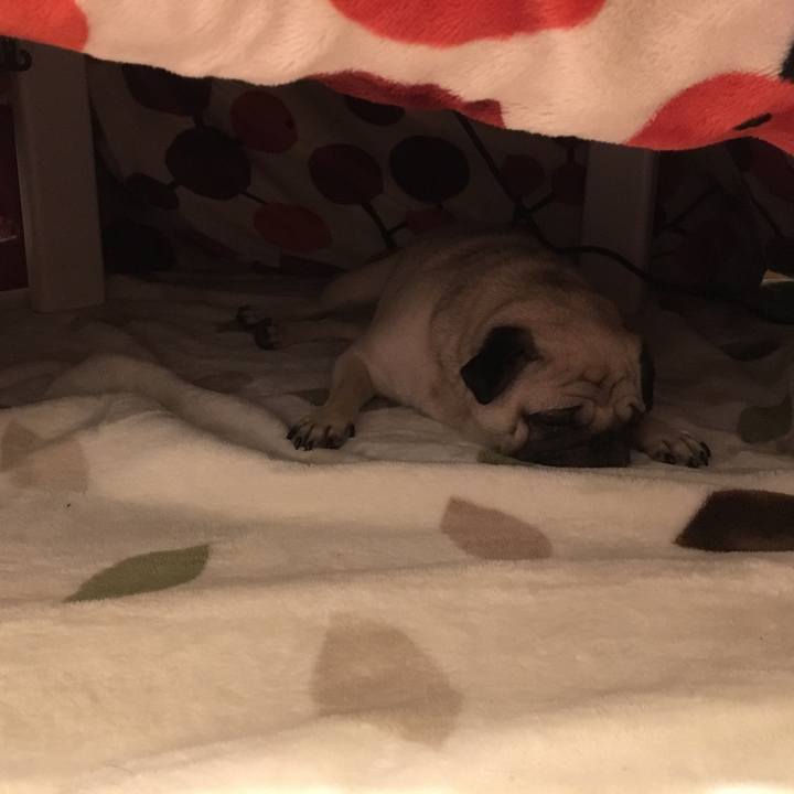 C14b20f7 d2d1 4818 8583 0d622287fd6e 1508332298397