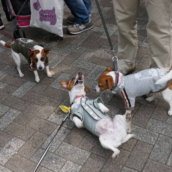 C151570f b6c2 496e ad98 8d8b5d67f1b9 1523787061154