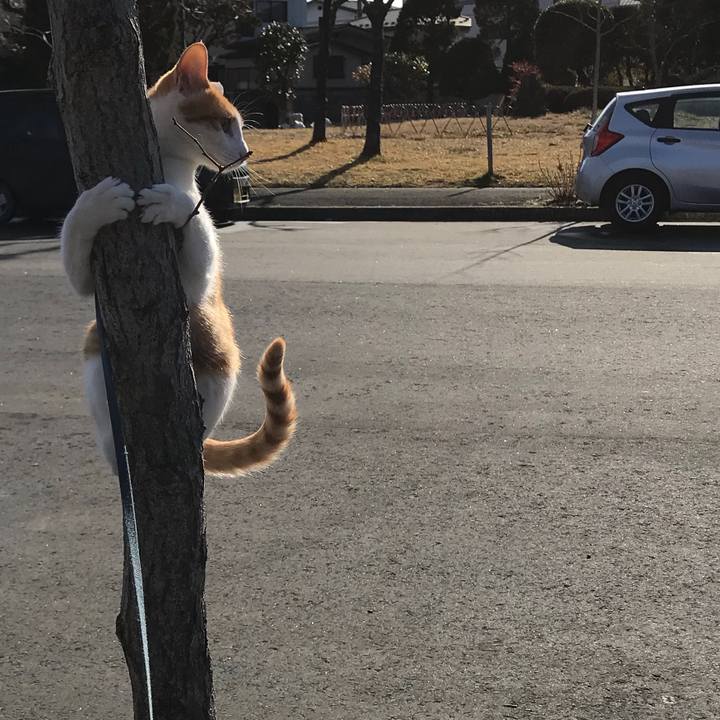 C1516ccd 9e95 45d7 afdd 930bb11f2f32 1514861235437