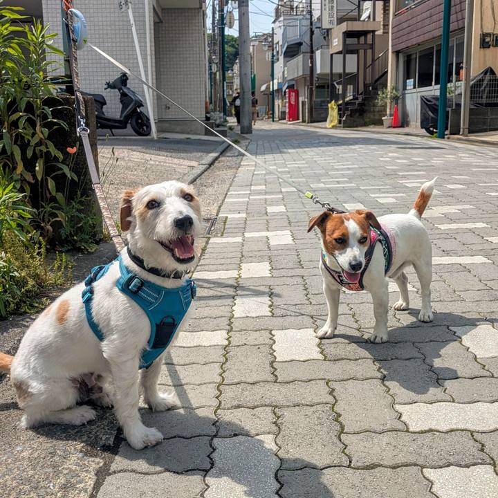 C1533b8a 2406 4135 8a17 0697b6f6bb3e 1746447238685