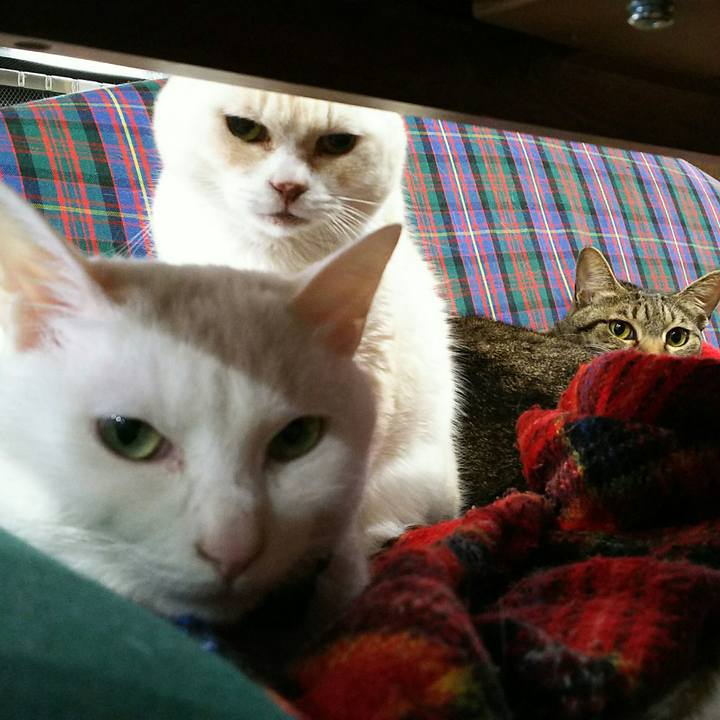 C155f1a4 2c41 4be1 9866 4e6770a3845c 1552565593355