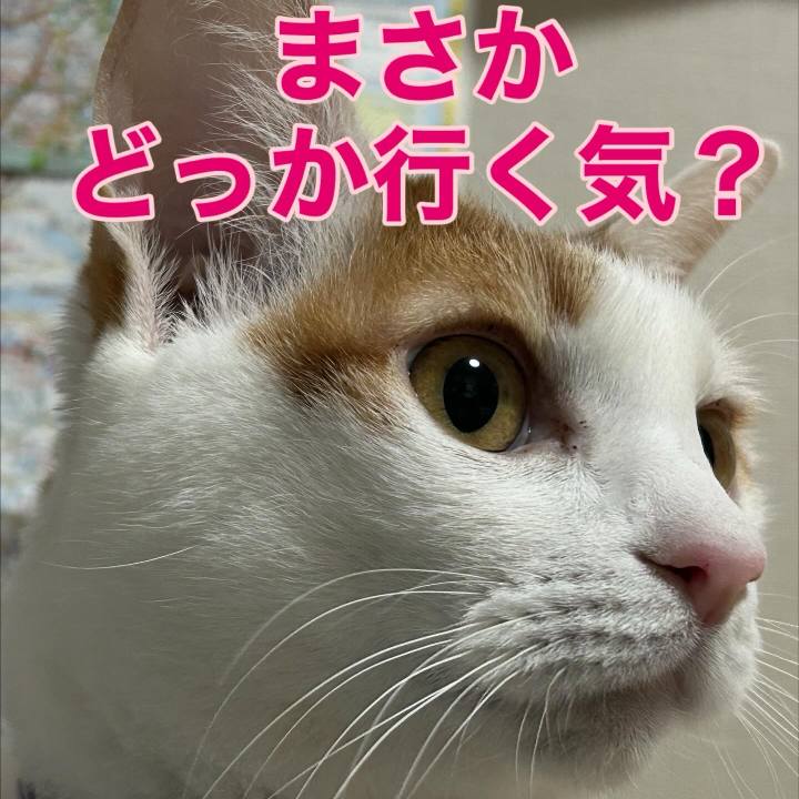 C1568b0f e0da 4de9 a8eb 16ceba717bdb 1761668038966