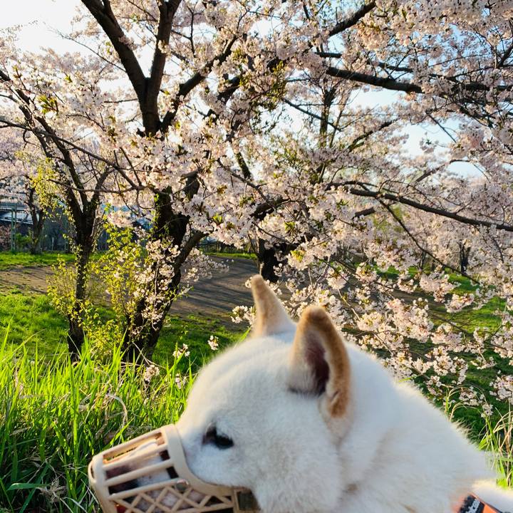 C156d61b d49b 4bc6 81ed de68c9fef445 1620249722581