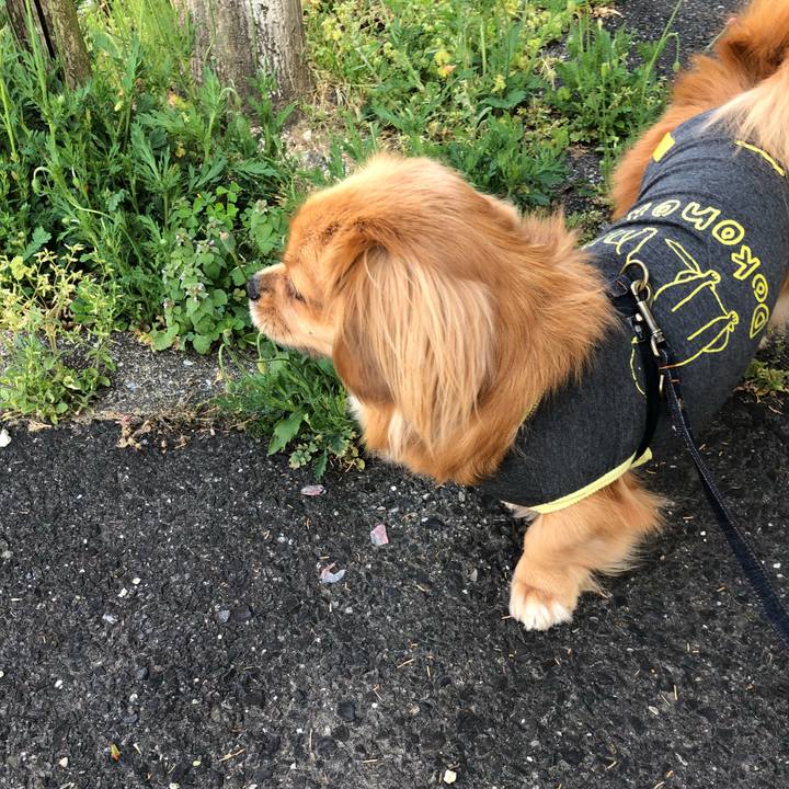 C1582ae1 25cb 498a 98ca caff75c33d00 1524350508370