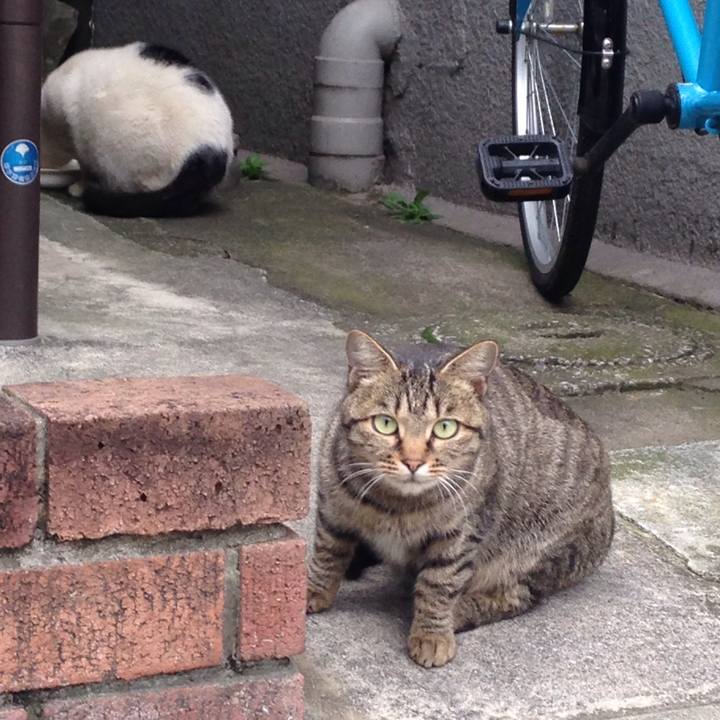 C159a9fb e5d9 4ccc ad3f 7d1564be79bf 1508851003693