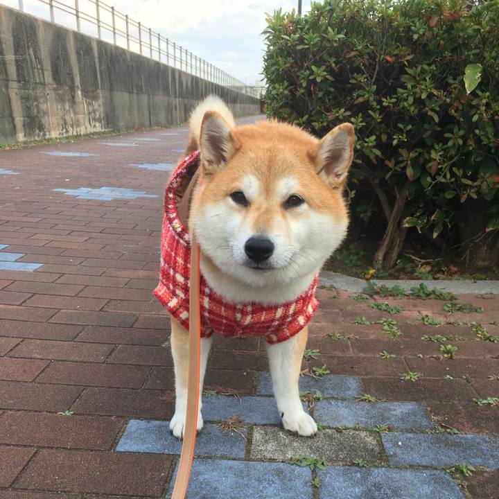 C15a2640 1a10 4a4e b36b 894c7858585a 1543730596104