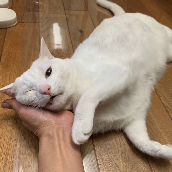 C15a376c 640e 4086 a9bf d9eab52a36f3 1654690440116