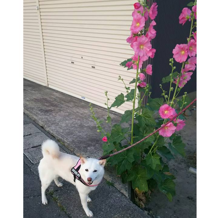 C15b3055 bc9f 4e78 9512 e2a23aa4525b 1528367061252