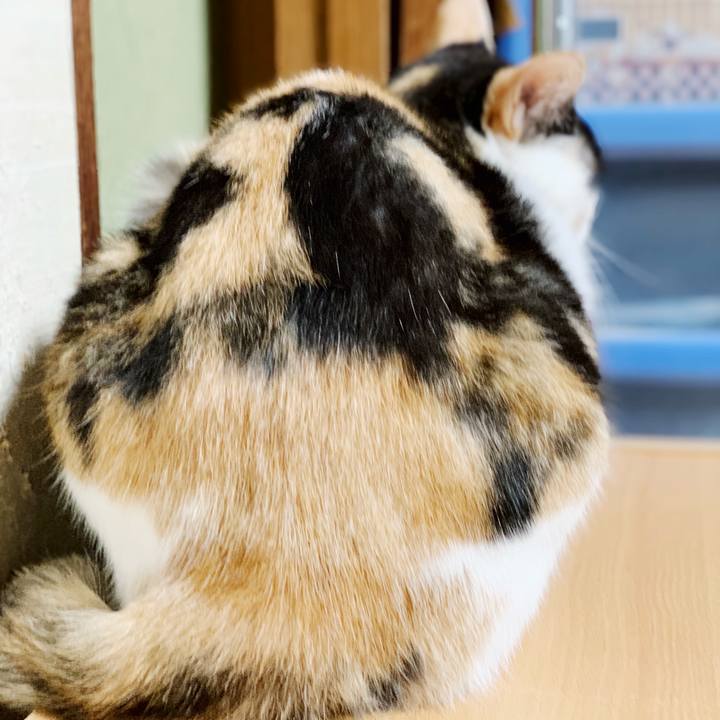 C15dec3b 9f59 4746 8d5c 4e080ead96b9 1540781635241