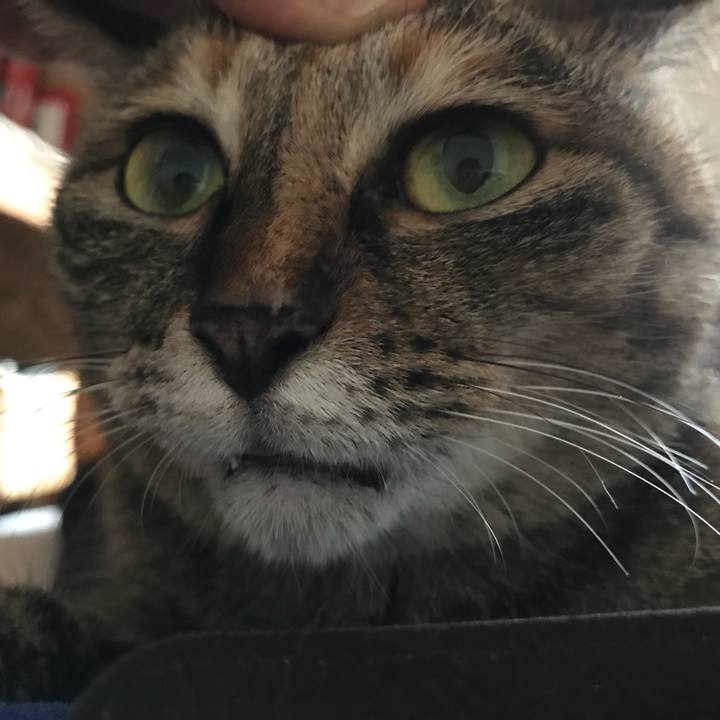 C16336dc 2fc3 4c09 9b04 495367324ff2 1532167215282