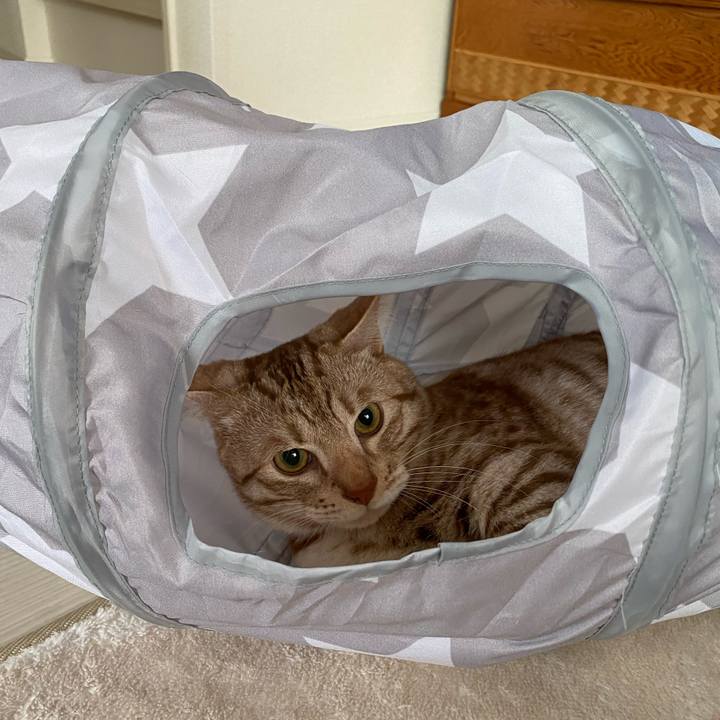 C1646c10 706d 47ee b611 da55daec2ca6 1621121618876