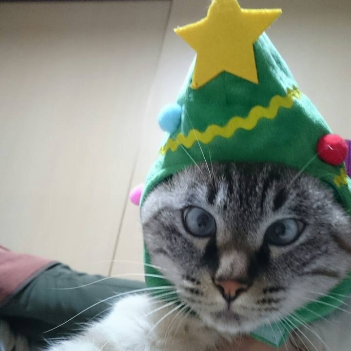 C1660d8e 1f58 4bc9 a6d3 3e98ec2f94b0 1511358037636