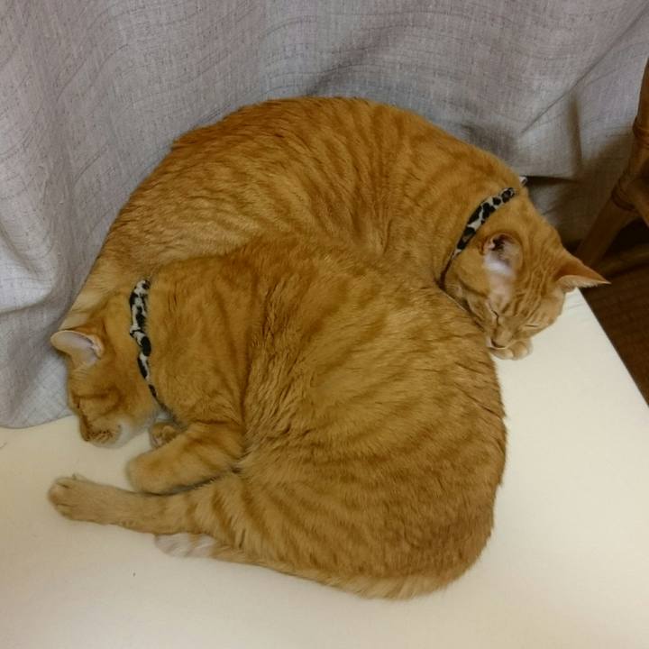 C168351f cf32 41f8 9e5a 5fb7d556ed71 1540605999843