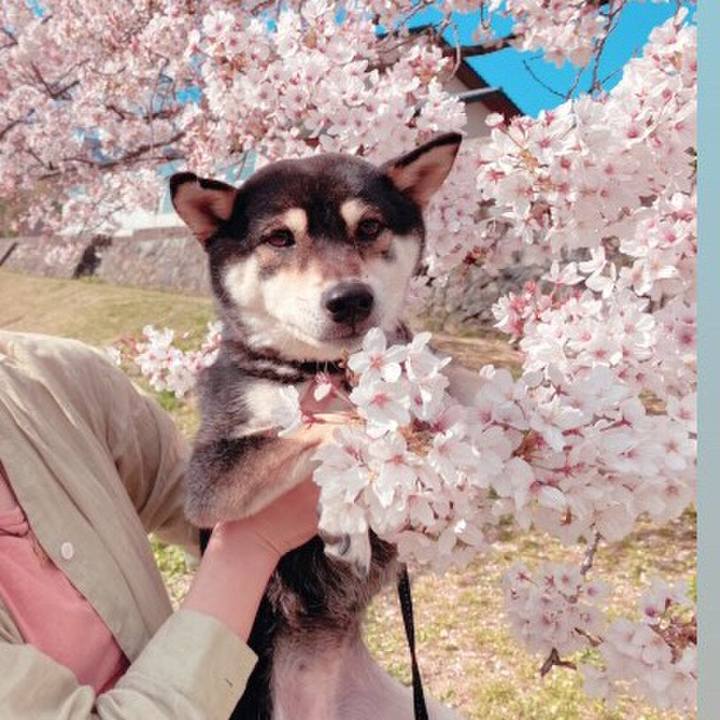 C168aa85 74f2 4d83 b36e 6d0ca416201a 1617457191345