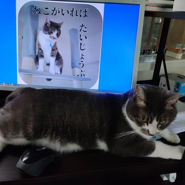 C16a6450 2997 4703 a53b 80291aa2918d 1656312602799