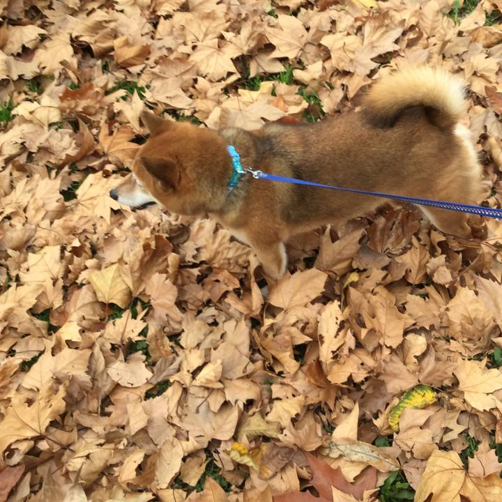 C16aac0e f447 40ad b4db e5f962d48f31 1544015736340