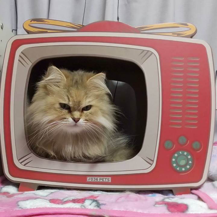 C16db2ce 7533 4050 92d2 d597f2b269ee 1617924274412