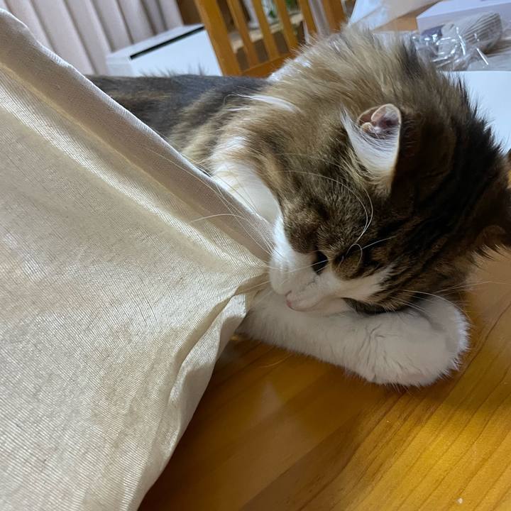 C16e9dad c60f 417e 906c bba4393dc7de 1666613169611