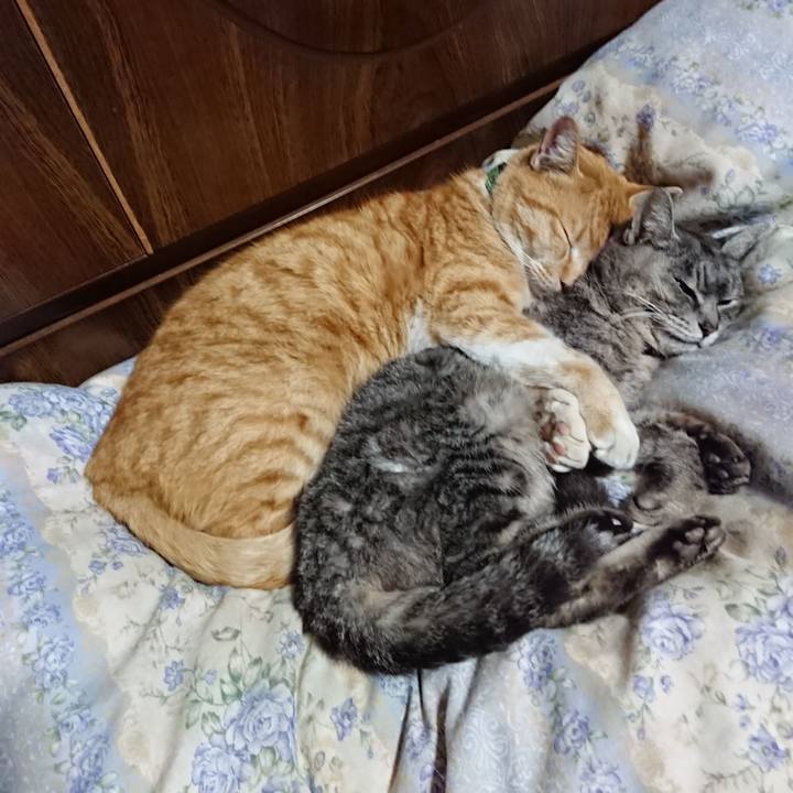 C1775698 f0fd 4ab5 9f49 dbeba356a8e4 1583154446634