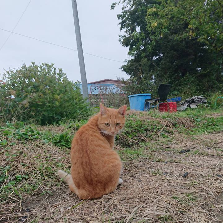 C178fdf6 26c8 4c41 a351 69be868470fc 1602401278804